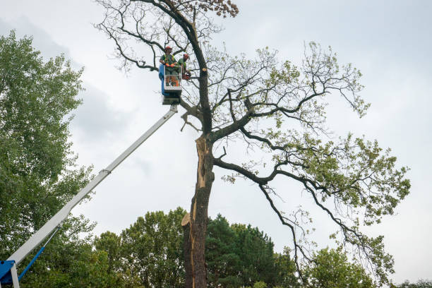 Reliable Middletown, DE Tree Services Solutions